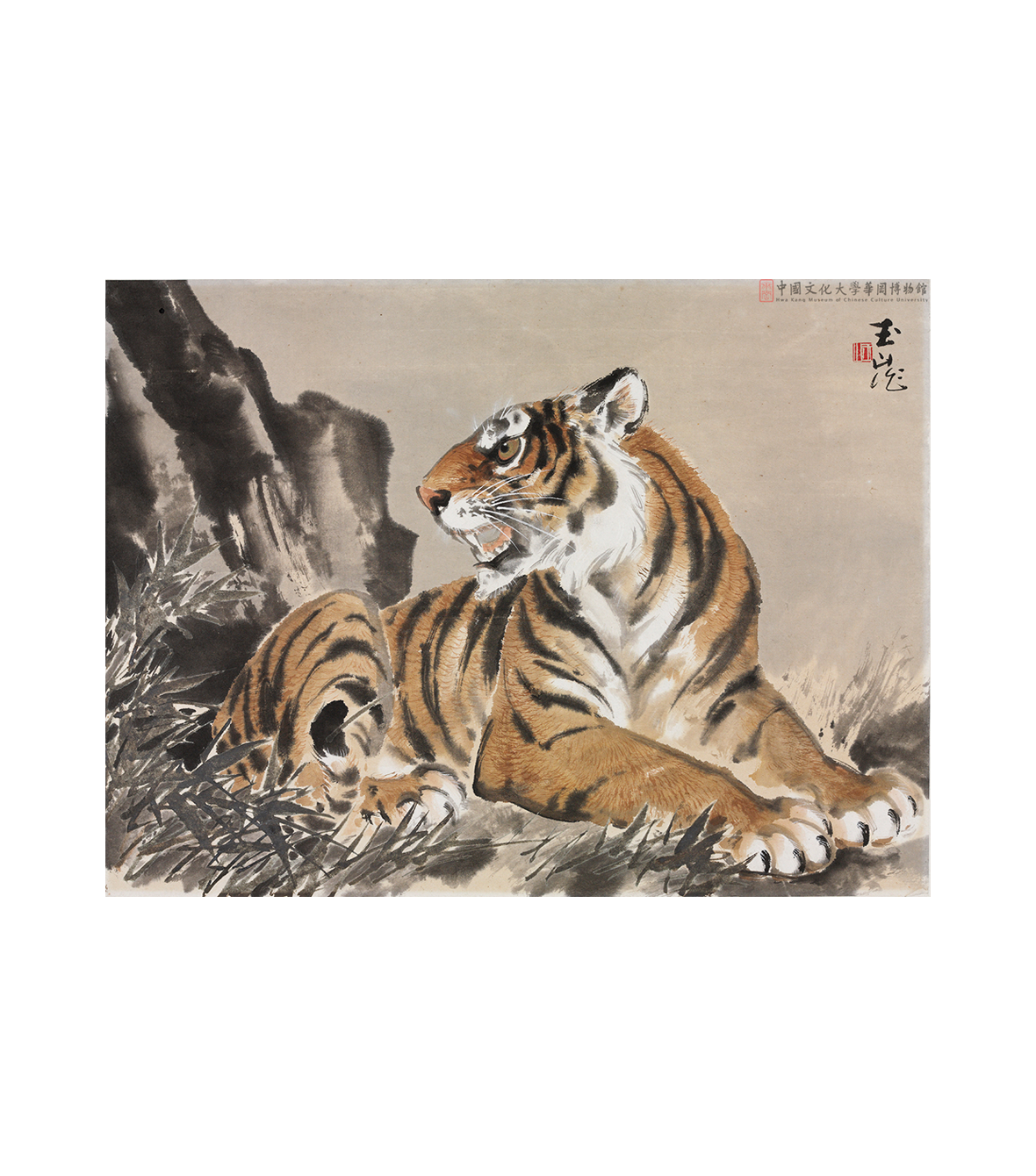幼虎Young Tiger | 華岡博物館