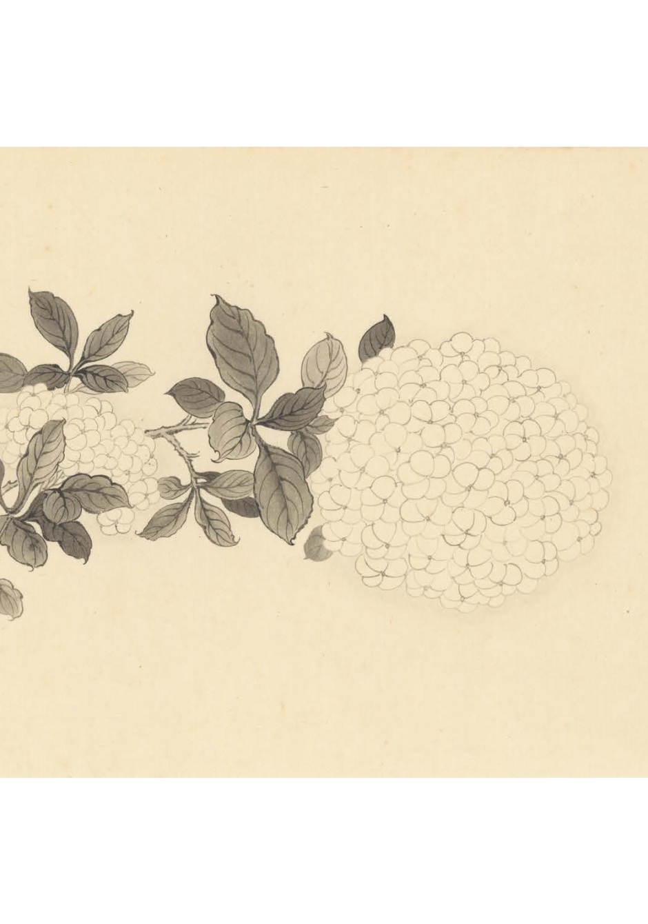 墨色工筆花卉─繡球 正